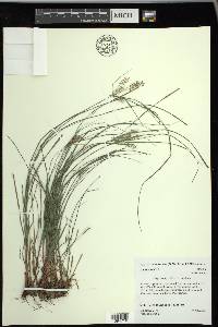 Cyperus thyrsiflorus image