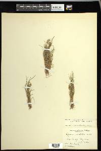 Cyperus squarrosus image