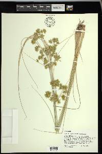 Cyperus oxylepis image