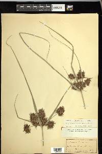 Cyperus planifolius image