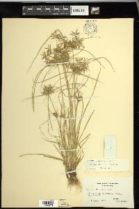 Cyperus polystachyos image