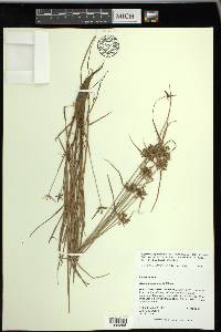 Cyperus sanguinolentus image