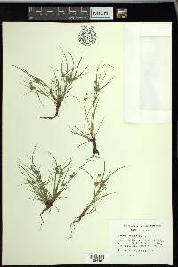 Cyperus squarrosus image