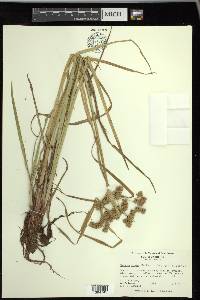 Cyperus virens image