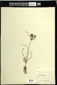 Cyperus rotundus image