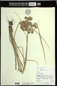 Cyperus virens image