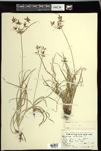 Cyperus rotundus image