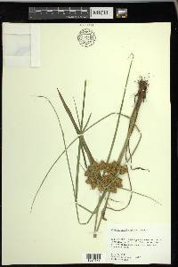 Cyperus pseudovegetus image