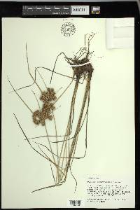 Cyperus pseudovegetus image