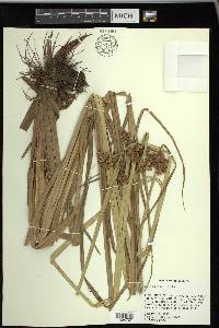 Cyperus virens image