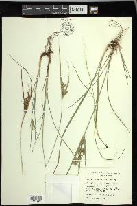 Cyperus schweinitzii image