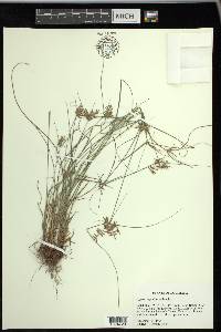 Cyperus thyrsiflorus image