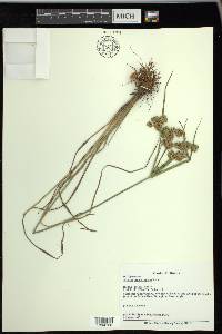 Cyperus pseudovegetus image