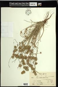 Cyperus squarrosus image