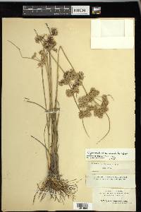 Cyperus surinamensis image