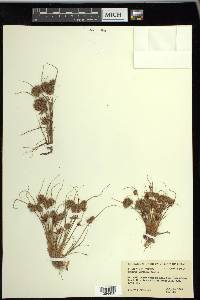 Cyperus squarrosus image