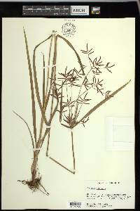 Cyperus rotundus image