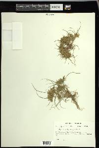 Cyperus polystachyos image