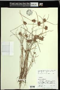 Cyperus sanguinolentus image