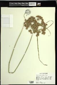 Cyperus pseudovegetus image