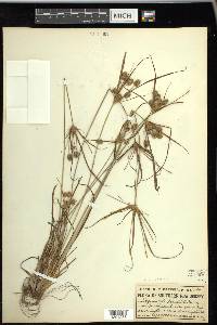 Cyperus retrorsus image