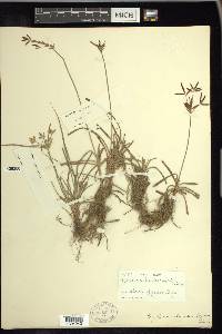 Cyperus rotundus image