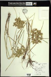 Cyperus surinamensis image