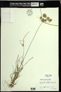 Cyperus polystachyos image