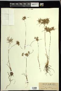 Cyperus polystachyos image