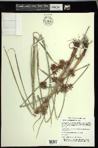 Cyperus setigerus image