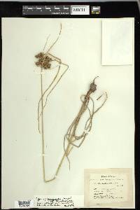 Cyperus pseudovegetus image