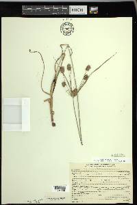 Cyperus retrorsus image