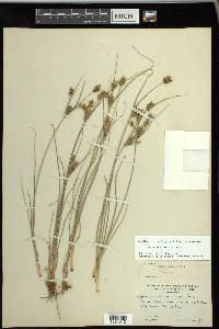 Cyperus schweinitzii image