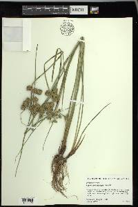 Cyperus pseudovegetus image