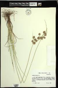 Cyperus reflexus image