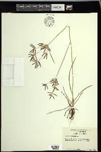 Cyperus rotundus image