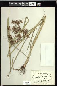 Cyperus setigerus image