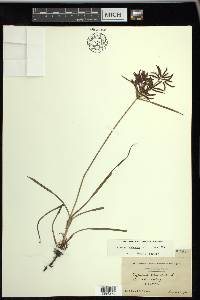 Cyperus rotundus image