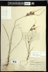 Cyperus schweinitzii image