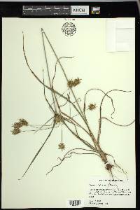 Cyperus retrofractus image