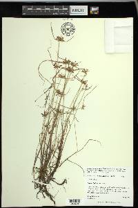 Cyperus sanguinolentus image