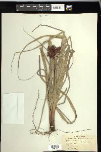 Cyperus planifolius image