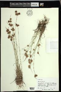 Cyperus reflexus image