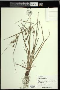 Cyperus retrorsus image