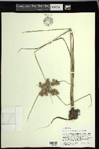 Cyperus pseudovegetus image