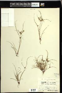 Cyperus squarrosus image