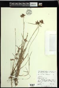 Cyperus sanguinolentus image