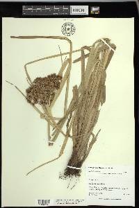 Cyperus virens image