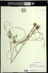 Cyperus ovatus image