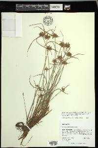 Cyperus sanguinolentus image